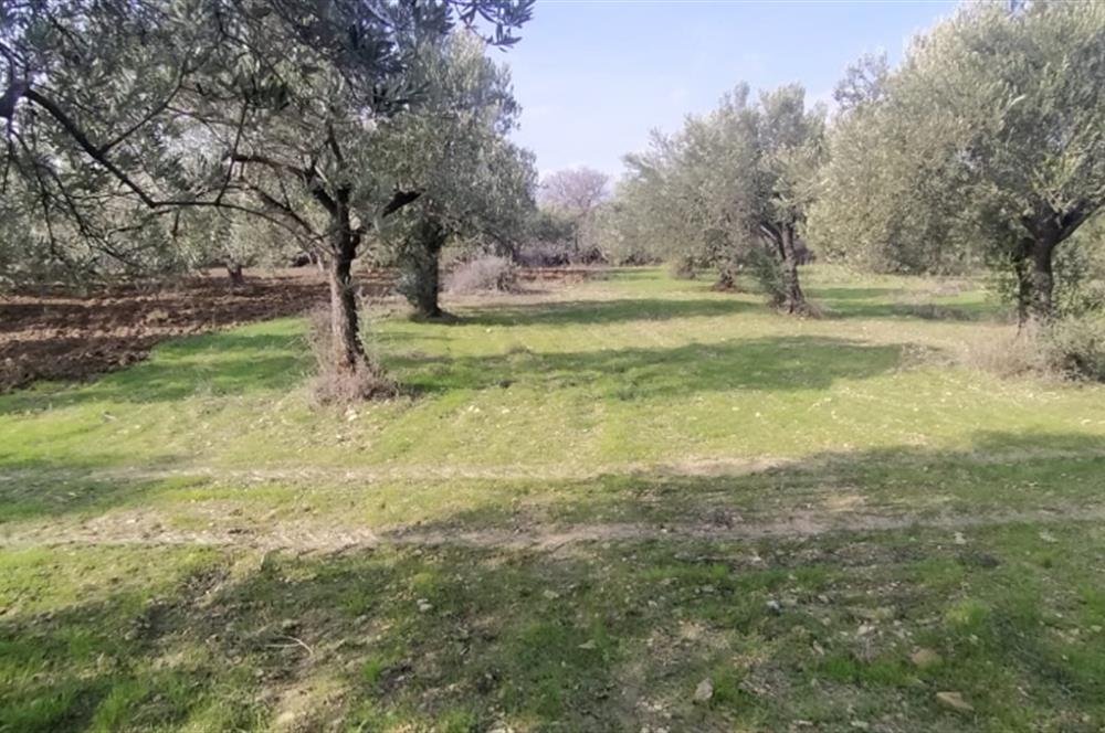 C21 LOCA'DAN SATILIK MÜKEMMEL ZEYTİNLİK
