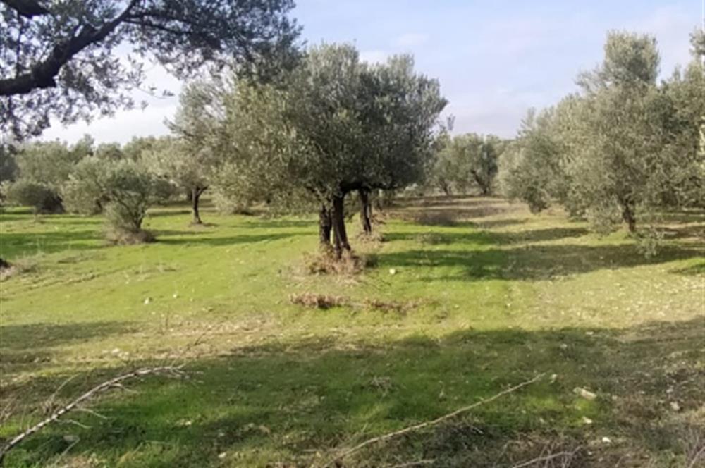 C21 LOCA'DAN SATILIK MÜKEMMEL ZEYTİNLİK