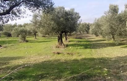 C21 LOCA'DAN SATILIK MÜKEMMEL ZEYTİNLİK