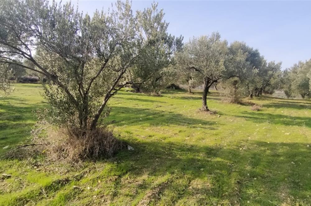 C21 LOCA'DAN SATILIK MÜKEMMEL ZEYTİNLİK