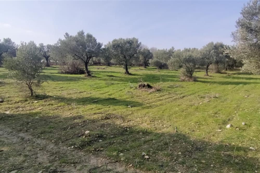 C21 LOCA'DAN SATILIK MÜKEMMEL ZEYTİNLİK