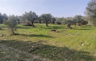 C21 LOCA'DAN SATILIK MÜKEMMEL ZEYTİNLİK