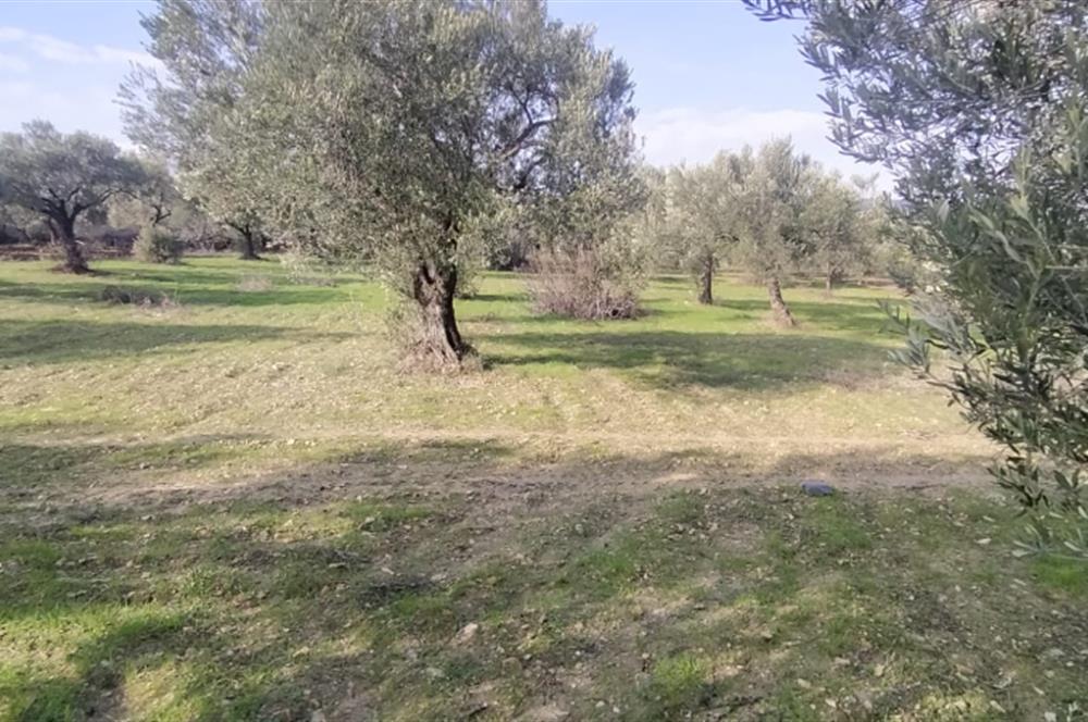 C21 LOCA'DAN SATILIK MÜKEMMEL ZEYTİNLİK