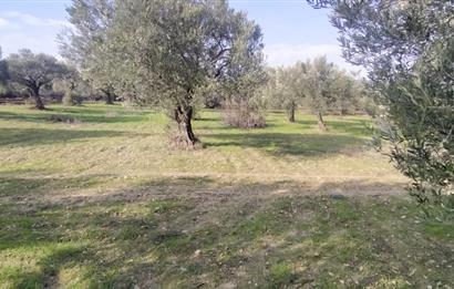 C21 LOCA'DAN SATILIK MÜKEMMEL ZEYTİNLİK