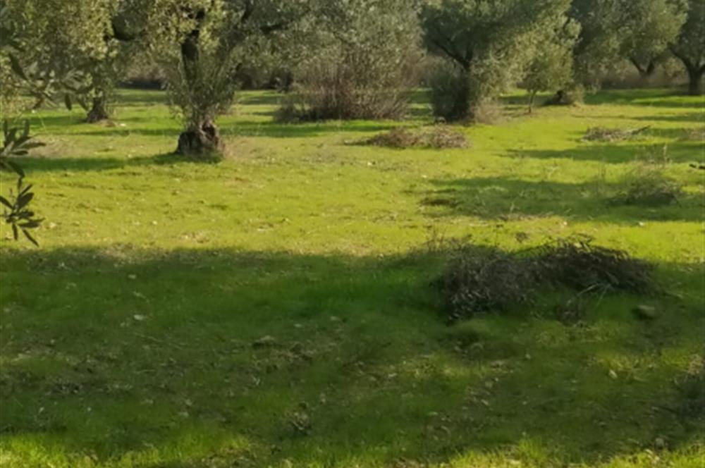 C21 LOCA'DAN SATILIK MÜKEMMEL ZEYTİNLİK