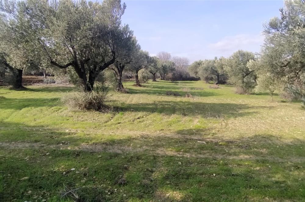 C21 LOCA'DAN SATILIK MÜKEMMEL ZEYTİNLİK