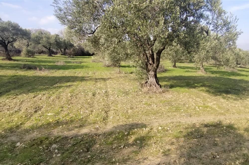 C21 LOCA'DAN SATILIK MÜKEMMEL ZEYTİNLİK