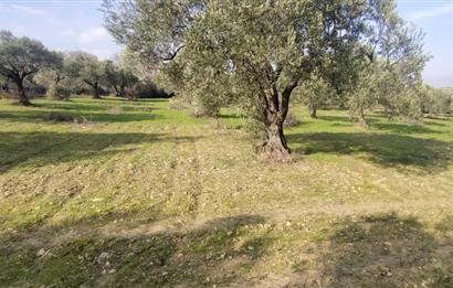 C21 LOCA'DAN SATILIK MÜKEMMEL ZEYTİNLİK