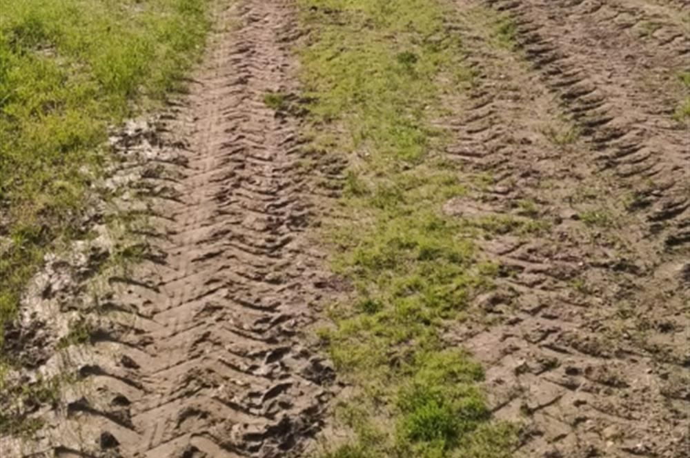 C21 LOCA'DAN SATILIK MÜKEMMEL ZEYTİNLİK