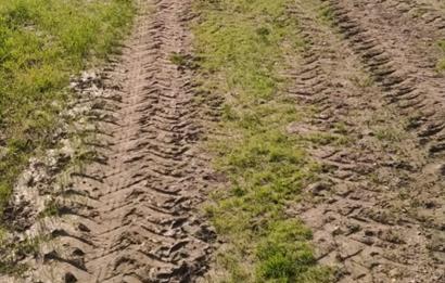 C21 LOCA'DAN SATILIK MÜKEMMEL ZEYTİNLİK