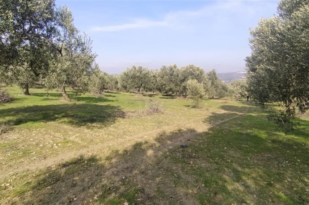 C21 LOCA'DAN SATILIK MÜKEMMEL ZEYTİNLİK