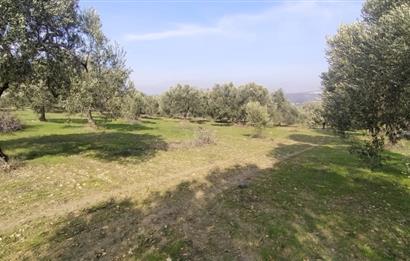 C21 LOCA'DAN SATILIK MÜKEMMEL ZEYTİNLİK