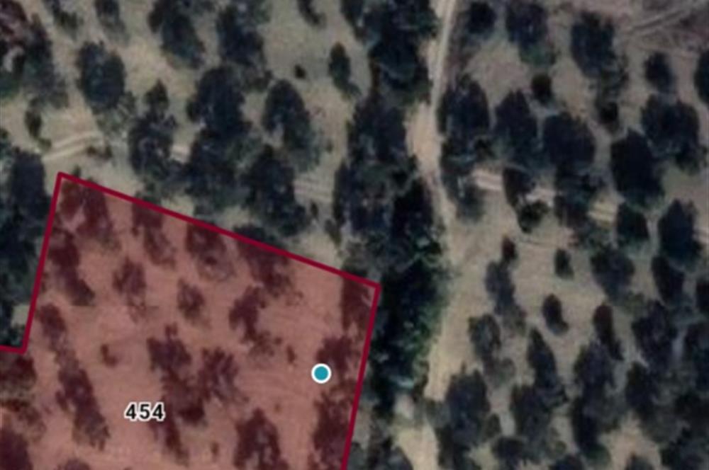 C21 LOCA'DAN SATILIK MÜKEMMEL ZEYTİNLİK