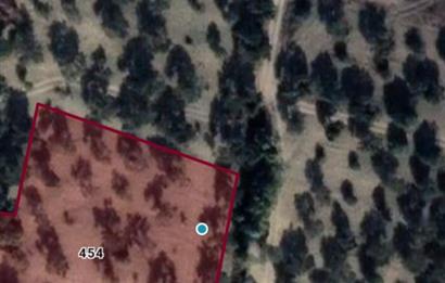 C21 LOCA'DAN SATILIK MÜKEMMEL ZEYTİNLİK