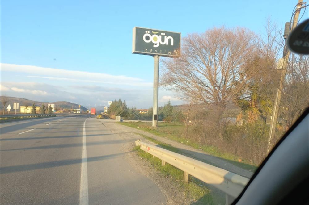C21 LOCA'DAN SATILIK MÜKEMMEL ZEYTİNLİK