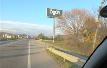 C21 LOCA'DAN SATILIK MÜKEMMEL ZEYTİNLİK