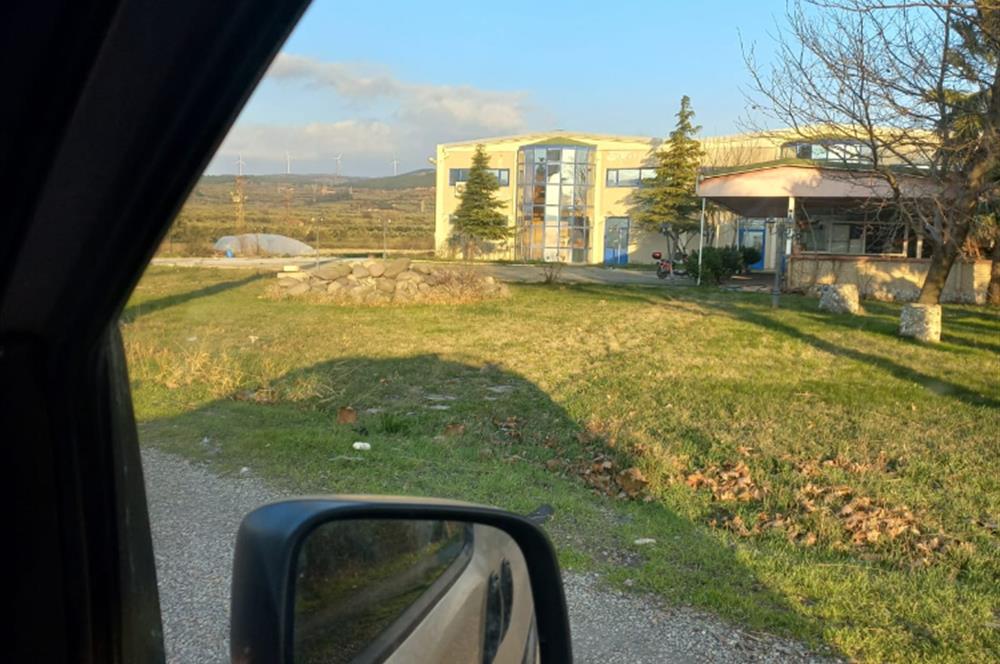 C21 LOCA'DAN SATILIK MÜKEMMEL ZEYTİNLİK