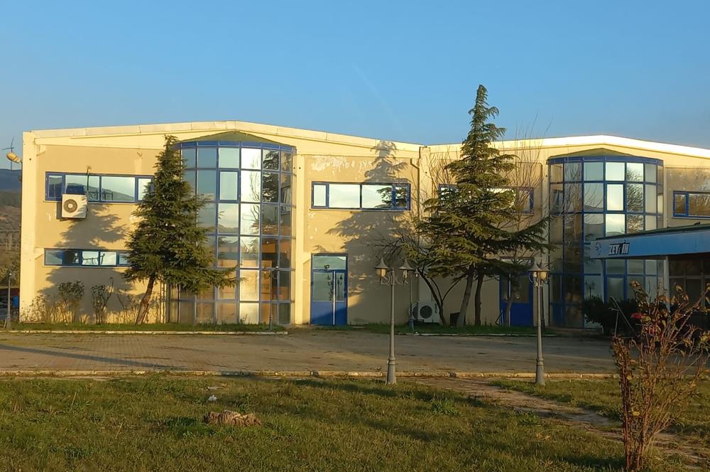 C21 LOCA'DAN SATILIK MÜKEMMEL ZEYTİNLİK