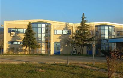 C21 LOCA'DAN SATILIK MÜKEMMEL ZEYTİNLİK