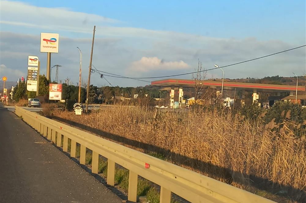C21 LOCA'DAN SATILIK MÜKEMMEL ZEYTİNLİK