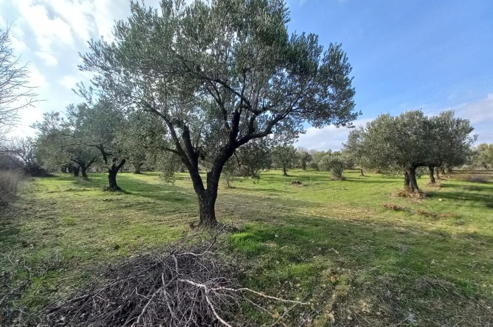 C21 LOCA'DAN SATILIK MÜKEMMEL ZEYTİNLİK