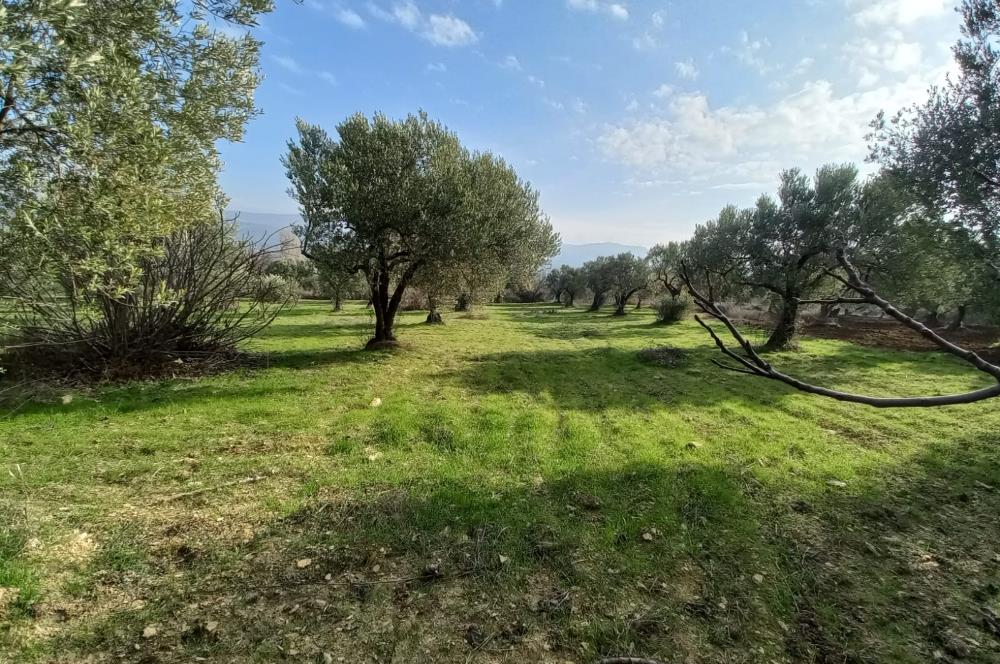C21 LOCA'DAN SATILIK MÜKEMMEL ZEYTİNLİK
