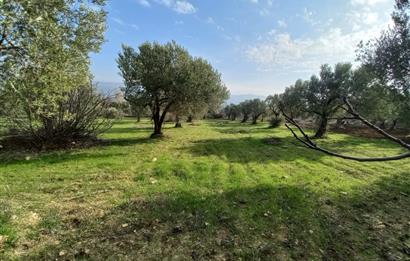 C21 LOCA'DAN SATILIK MÜKEMMEL ZEYTİNLİK