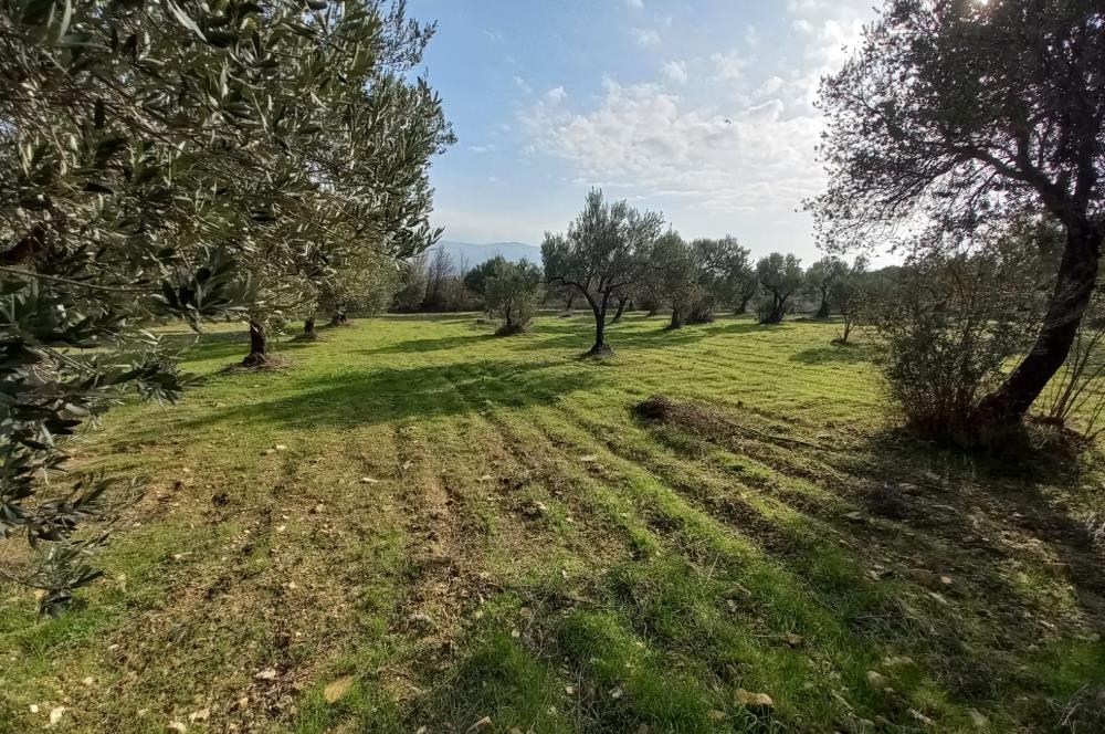 C21 LOCA'DAN SATILIK MÜKEMMEL ZEYTİNLİK