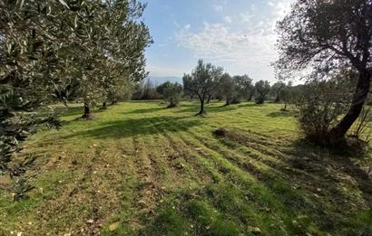 C21 LOCA'DAN SATILIK MÜKEMMEL ZEYTİNLİK