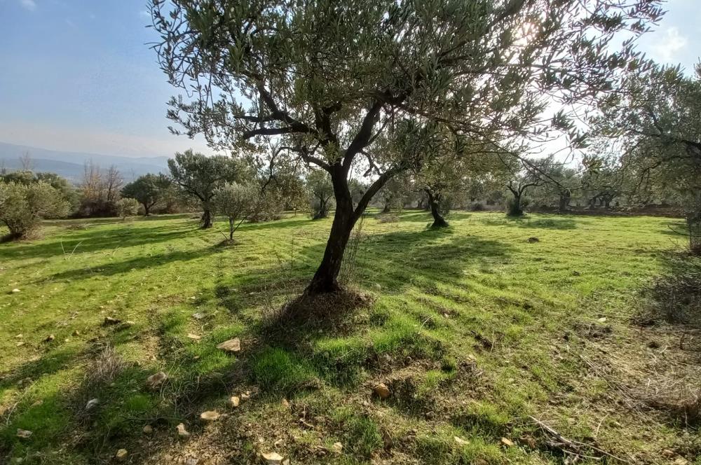 C21 LOCA'DAN SATILIK MÜKEMMEL ZEYTİNLİK
