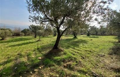 C21 LOCA'DAN SATILIK MÜKEMMEL ZEYTİNLİK