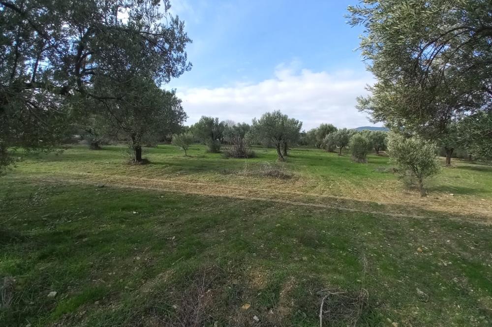C21 LOCA'DAN SATILIK MÜKEMMEL ZEYTİNLİK