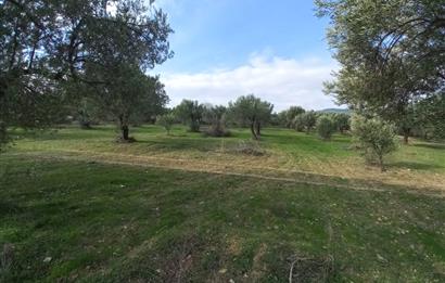 C21 LOCA'DAN SATILIK MÜKEMMEL ZEYTİNLİK