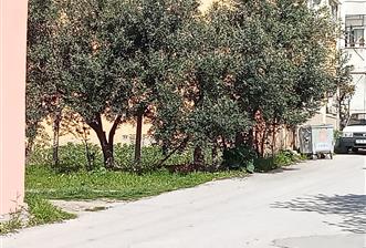 CENTURY21 BAL'DAN 2.SAKARYA MAHALLESİNDE SATILIK ARSA