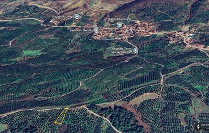C21 Cius; Katırlı 999 m² Yola Cephe Satılık Zeytinlik