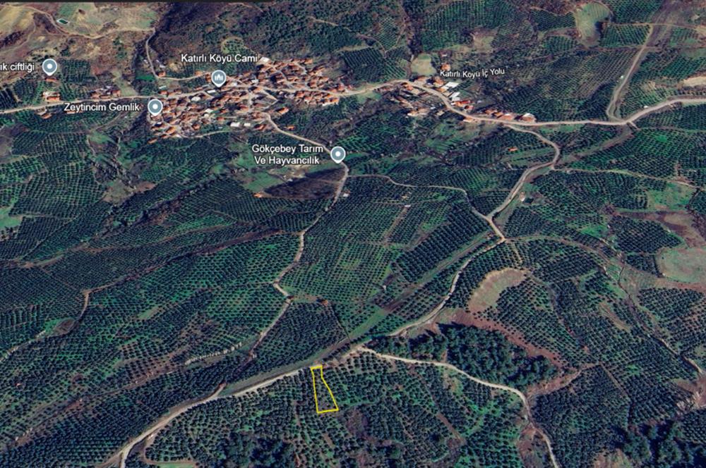 C21 Cius; Katırlı 999 m² Yola Cephe Satılık Zeytinlik