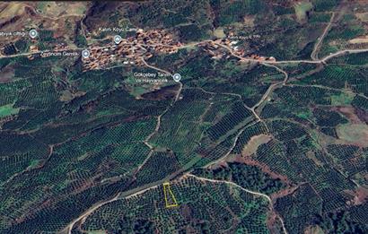 C21 Cius; Katırlı 999 m² Yola Cephe Satılık Zeytinlik