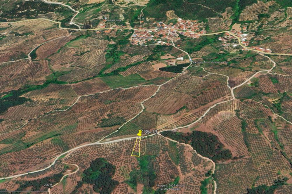 C21 Cius; Katırlı 999 m² Yola Cephe Satılık Zeytinlik