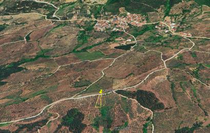C21 Cius; Katırlı 999 m² Yola Cephe Satılık Zeytinlik