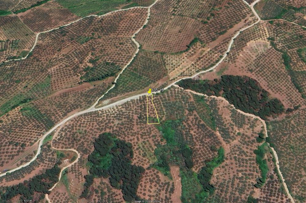 C21 Cius; Katırlı 999 m² Yola Cephe Satılık Zeytinlik