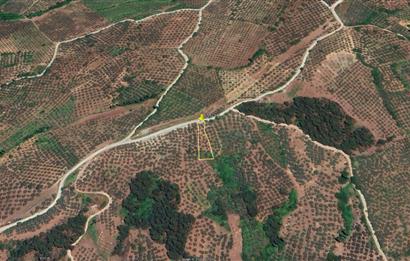 C21 Cius; Katırlı 999 m² Yola Cephe Satılık Zeytinlik
