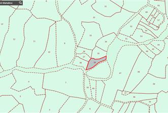 C21 Cius; Katırlı 1270 m² Yola Cephe Satılık Zeytinlik