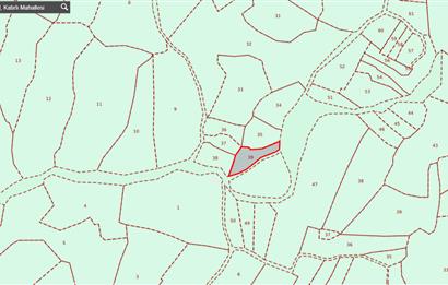 C21 Cius; Katırlı 1270 m² Yola Cephe Satılık Zeytinlik