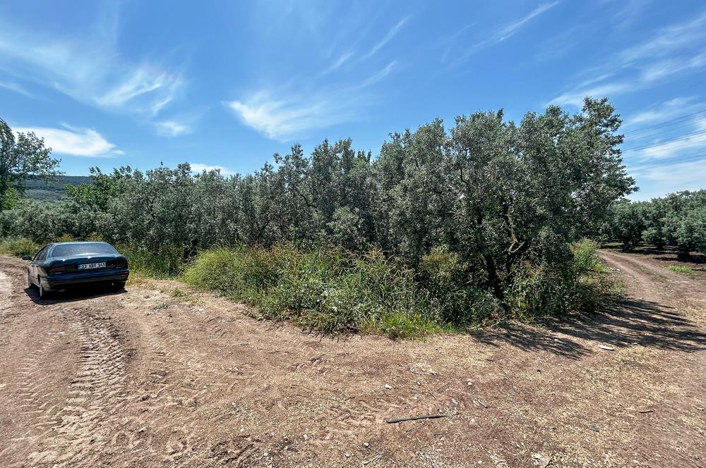 C21 Cius;Engürücük'te Satılık Bakımlı Yol Kenarı Zeytinlik