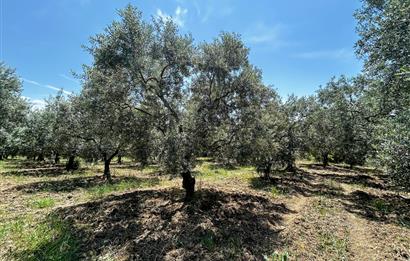 C21 Cius;Sanayi'nin Kalbinde Ticari İmarlı Satılık Arsa