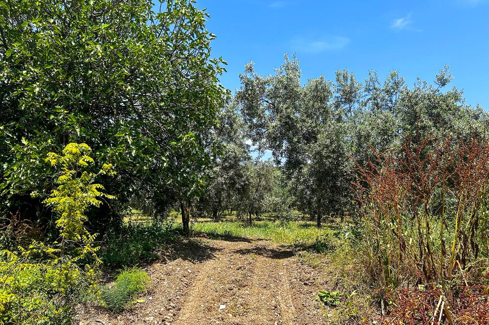 C21 Cius;Sanayi'nin Kalbinde Ticari İmarlı Satılık Arsa