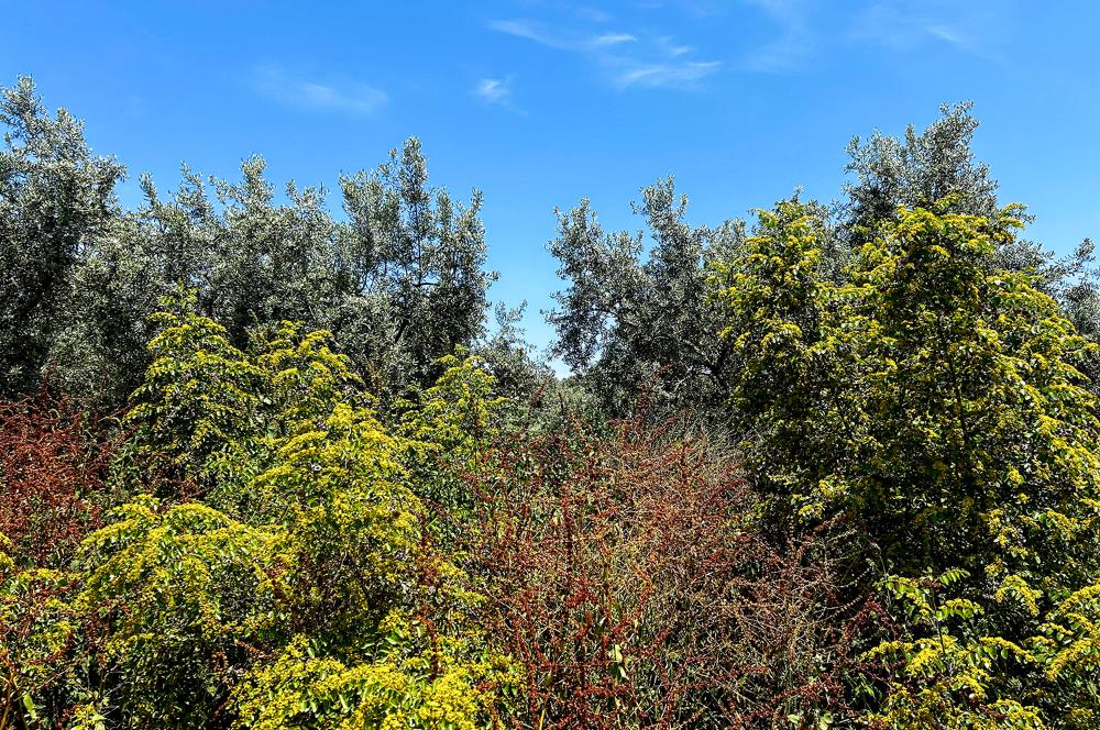 C21 Cius;Sanayi'nin Kalbinde Ticari İmarlı Satılık Arsa