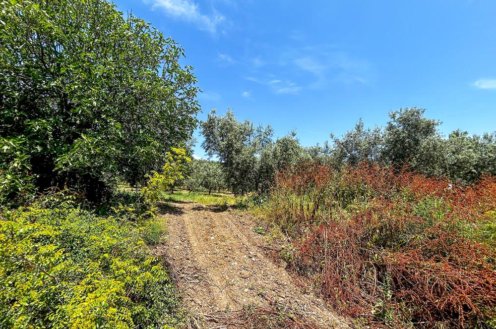C21 Cius;Sanayi'nin Kalbinde Ticari İmarlı Satılık Arsa