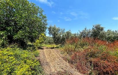 C21 Cius;Sanayi'nin Kalbinde Ticari İmarlı Satılık Arsa