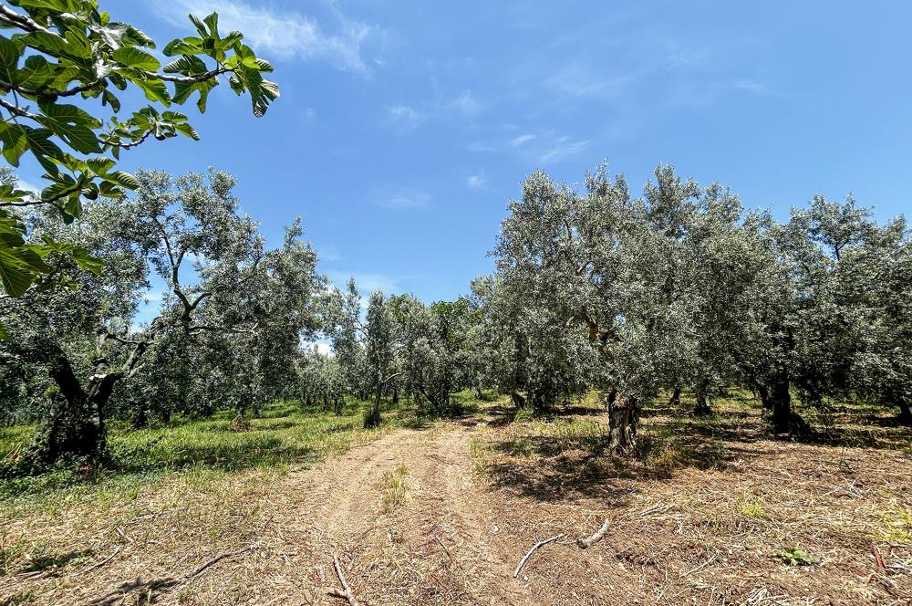 C21 Cius;Sanayi'nin Kalbinde Ticari İmarlı Satılık Arsa